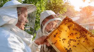 Experiencia Apiturismo en La Apialdea